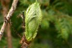 PICTURES/Marymere Falls and Hurricane Ridge Road/t_Spear Plant3.JPG